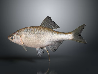 Silver Scaled Fish With Dark Fins And Reflection On Gray Background 3d model