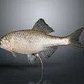 Silver Scaled Fish With Dark Fins And Reflection On Gray Background