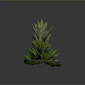 Towering Succulent Plant With Striped Green Leaves In Blue Pot With Stones And Moss