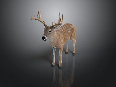 Spotted Deer With Large Antlers Standing On Gray Background With Reflection 3d model