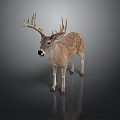 Spotted Deer With Large Antlers Standing On Gray Background With Reflection