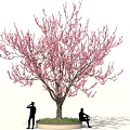 Tall Tree With Pink Blossoms And Two People Standing And Sitting On Circular Grass Base