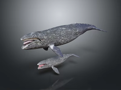 Mother and Baby Whales Swimming Together With Open Mouths in Deep Water 3d model