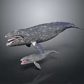 Mother and Baby Whales Swimming Together With Open Mouths in Deep Water 3d model