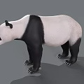 Realistic 3D Panda Model With Black And White Fur Standing On Gray Background