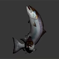 Silver Colored Salmon Fish One Leaping And One Lying On White Background