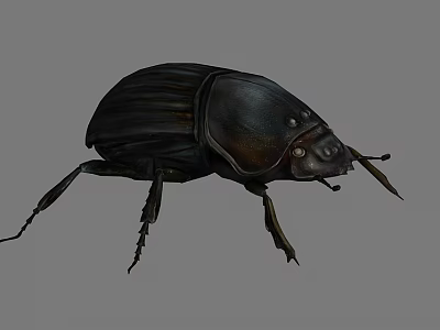 Black Beetle With Shiny Exoskeleton And Long Legs On Gray Background 3d model