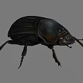 Black Beetle With Shiny Exoskeleton And Long Legs On Gray Background 3d model
