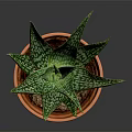 Healthy Green Succulent Plant with Spotted Leaves in Terracotta Pot on Dark Background