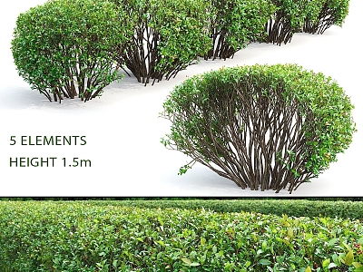 Modern shrub hedge living wall Cotoneaster 3d model