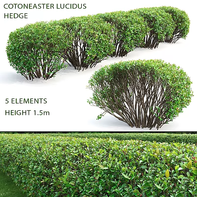 Lush Green Shrubs With 5 Elements 1.5m Height And Foliage Details 3d model
