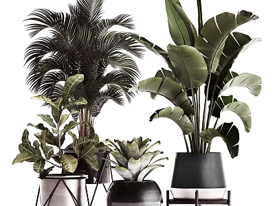 Various Potted Tropical Plants With Large Leaves In Ceramic Pots On Stands 3d model