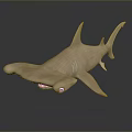 Detailed Hammerhead Shark 3D Model with Hammer Shaped Head and Dark Background Reflection 3d model
