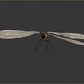 Close Up View Of Dragonfly With Transparent Wings Green Eyes And Orange Body