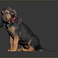 Adorable Basset Hound Puppy With Long Ears Brown Black Fur And Pink Collar Sitting