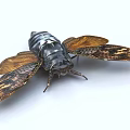 Detailed Cicada With Brown And Black Patterned Wings Isolated On White