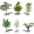Outdoor Tree Planters Showcasing Various Tree Species and Modern Design Features 3d model