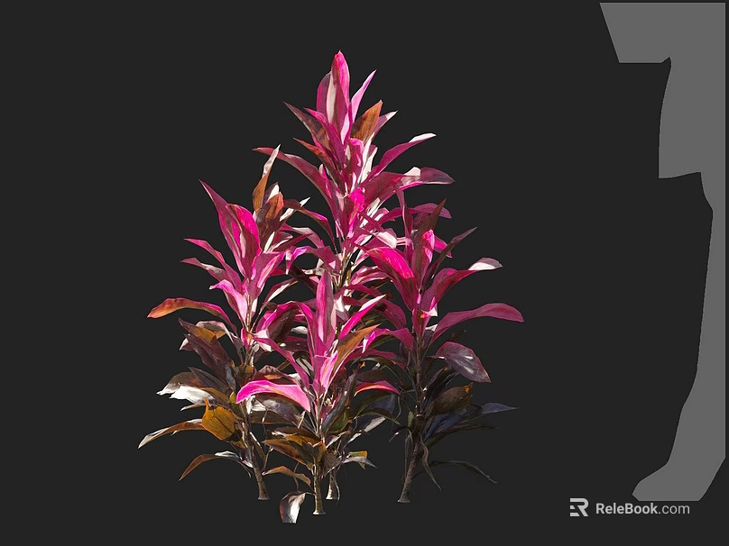 Vibrant Pink And Purple Leaf Plants With Colorful Foliage On Black Background 3d model 