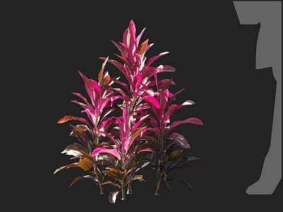 Vibrant Pink And Purple Leaf Plants With Colorful Foliage On Black Background 3d model