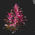 Vibrant Pink And Purple Leaf Plants With Colorful Foliage On Black Background