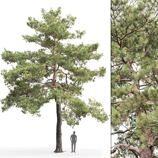 Tall Pine Tree with Dense Green Needles Strong Trunk and Lush Branches in Natural Landscape 3d model 