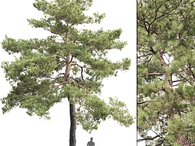 Tall Pine Tree with Dense Green Needles Strong Trunk and Lush Branches in Natural Landscape 3d model