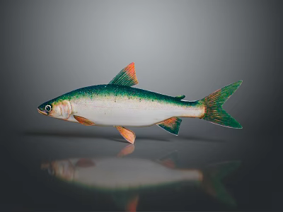 Vibrant Aquatic Fish With Green White Body And Orange Fins On Gray Background 3d model