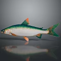 Vibrant Aquatic Fish With Green White Body And Orange Fins On Gray Background