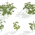 Various Green Leafy Shrubs Showing Different Growth Patterns And Soft Shadows 3d model