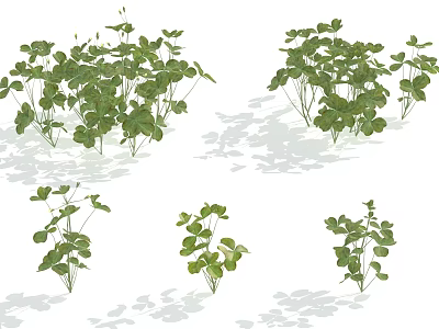 Various Green Leafy Shrubs Showing Different Growth Patterns And Soft Shadows 3d model