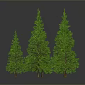 Multiple Green Pine Trees In 3D Model With Gray Background