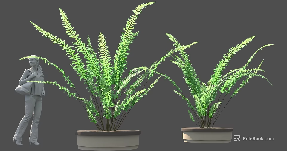 Two Potted Green Ferns In White Planters For Indoor Decor 3d model 