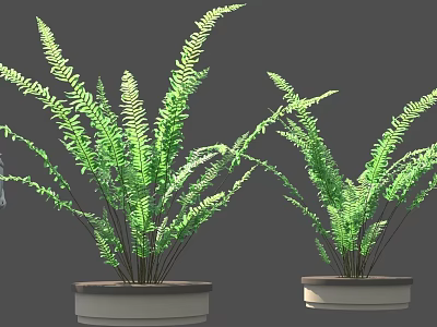 Two Potted Green Ferns In White Planters For Indoor Decor 3d model
