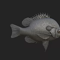 Gray Fish 3D Model With Detailed Scales Fins And Large Eyes