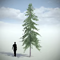 Tall Green Arbor With Human Silhouette Against Blue Sky And White Clouds