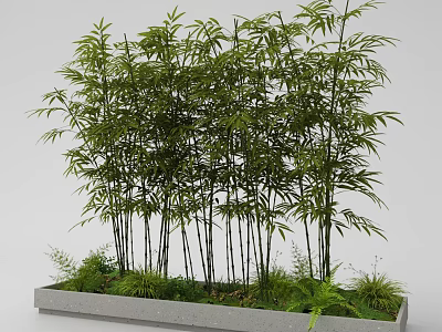 Tall Lush Bamboo Growing in Concrete Planter with Small Green Plants 3d model