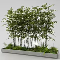Tall Lush Bamboo Growing in Concrete Planter with Small Green Plants
