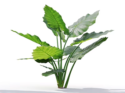 Potted Plant with Large Green Leaves and Tall Green Stems for Indoor Decor 3d model
