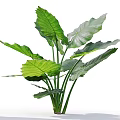 Potted Plant with Large Green Leaves and Tall Green Stems for Indoor Decor