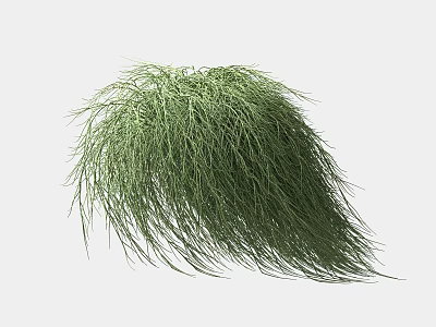 Lush Green Plant With Long Slender Leaves And Fluffy Appearance On White Background 3d model