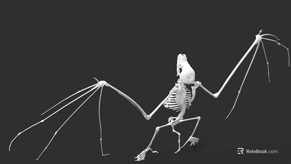 Pterosaur Skeleton Fossil Showing Extended Wings And Detailed Anatomical Structure 3d model 