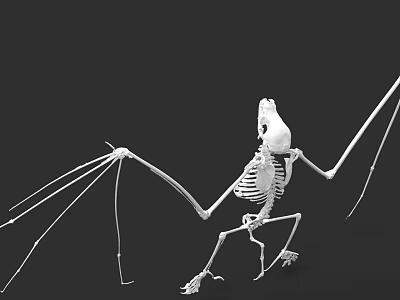 Pterosaur Skeleton Fossil Showing Extended Wings And Detailed Anatomical Structure 3d model