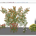 Vibrant Climbing Flowering Plants with Orange Red Yellow Blooms for Garden Decoration