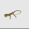 Green And Yellow Spotted Lizard With Long Tail On Black Background Close Up View