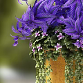 Lush Purple Hanging Flowers In Yellow Planter With Green Vines And Small Blooms