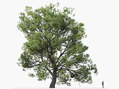 Tall Tree With Lush Green Foliage And Thick Trunk In Natural Outdoor Scene 3d model