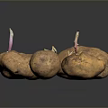 Organic Multiple Sprouting Potatoes With Fresh Sprouts And Natural Brown Skin