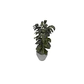 Lush Dark Foliage Garden Plants In White Ceramic Planters For Home Garden