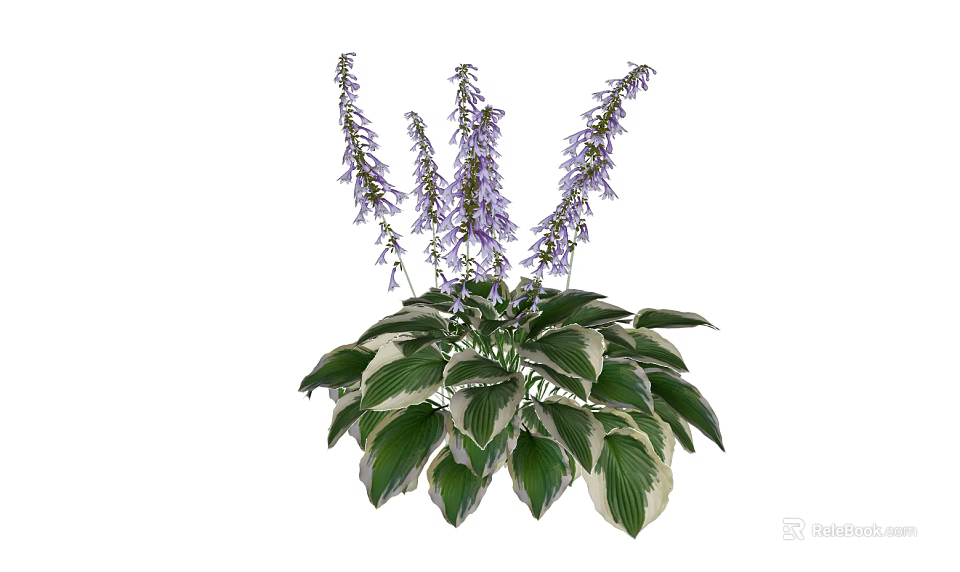 Beautiful Hosta Plant Featuring Purple Flower Spikes And Variegated Green White Leaves 3d model 