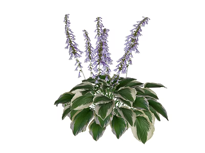 Beautiful Hosta Plant Featuring Purple Flower Spikes And Variegated Green White Leaves 3d model